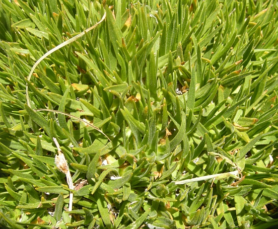 Mcneillia (=Minuartia) graminifolia subsp. rosanoi / Minuartia di Rosano